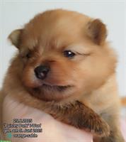 Kleinspitz Welpen in creme + orange-sable aus deutscher VDH-Zucht