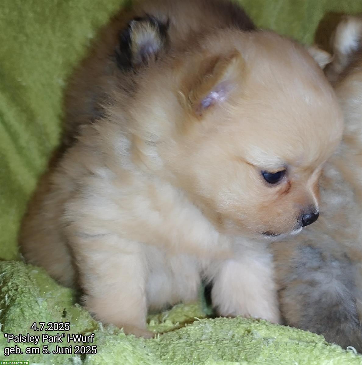 Bild 3: Kleinspitz Welpen in creme + orange-sable aus deutscher VDH-Zucht