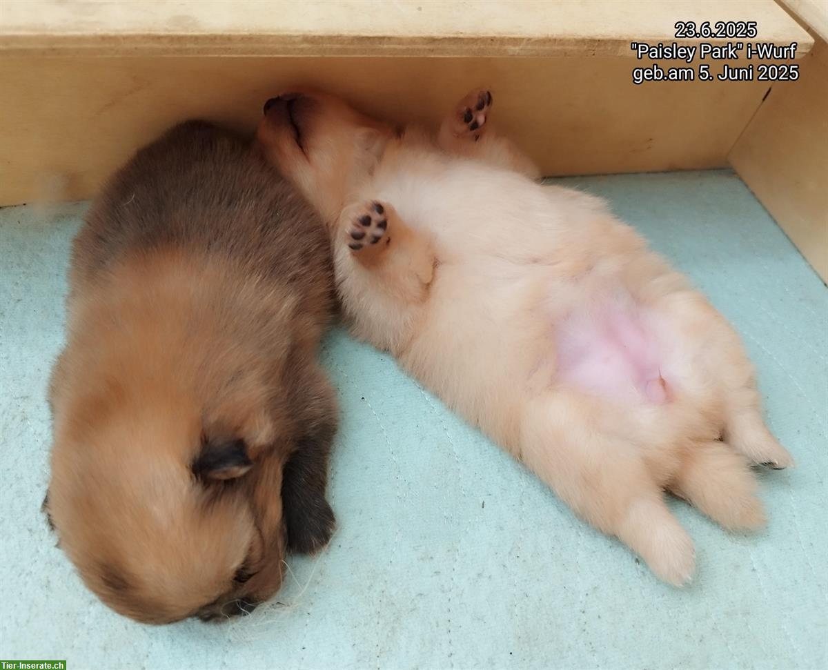 Bild 7: Kleinspitz Welpen in creme + orange-sable aus deutscher VDH-Zucht