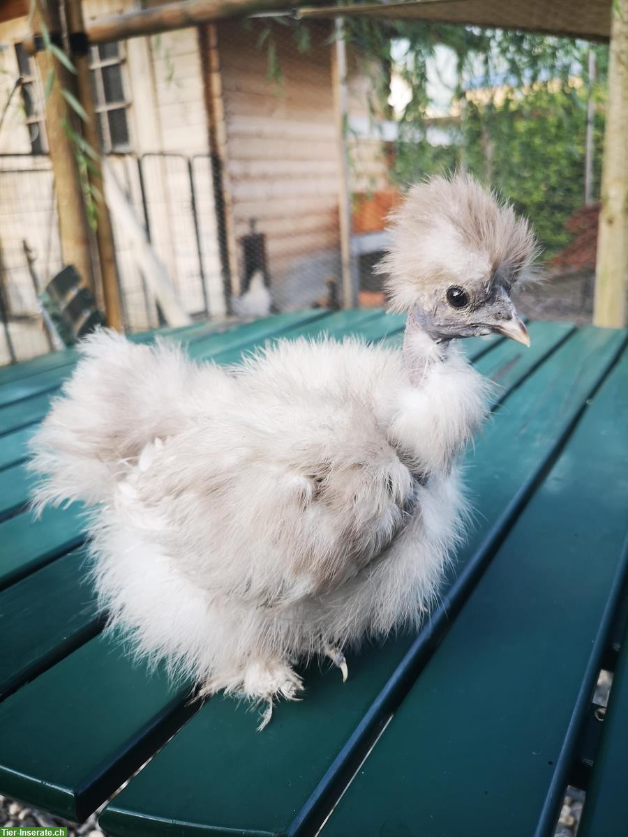 US-Silkies / Showgirls Hennen zu verkaufen