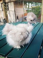 US-Silkies / Showgirls Hennen zu verkaufen