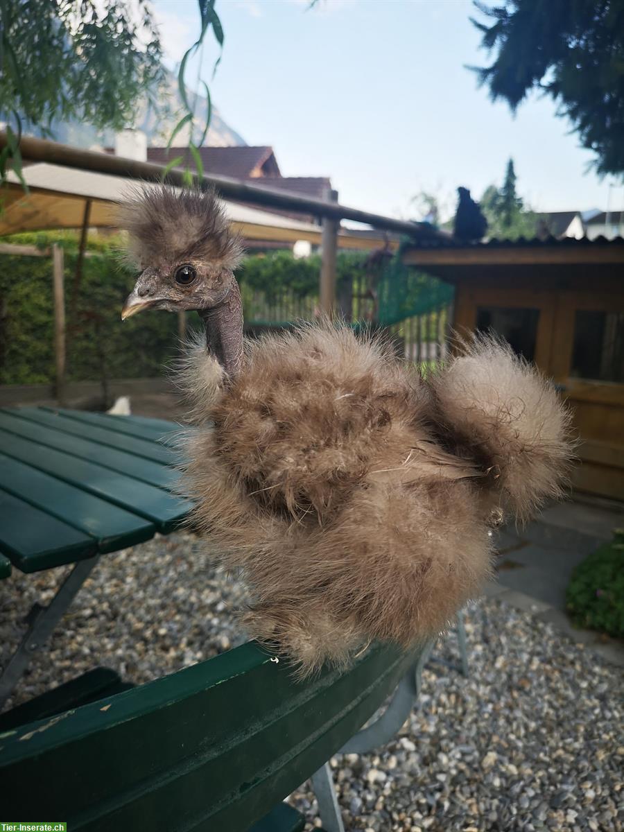 Bild 2: US-Silkies / Showgirls Hennen zu verkaufen