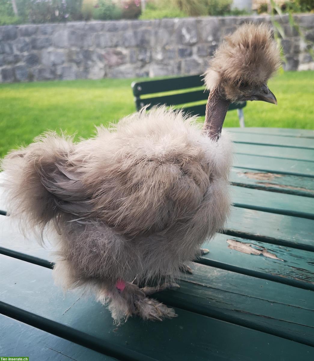 Bild 3: US-Silkies / Showgirls Hennen zu verkaufen