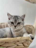 Süsser BKH x BLH Schmusekater sucht Zuhause