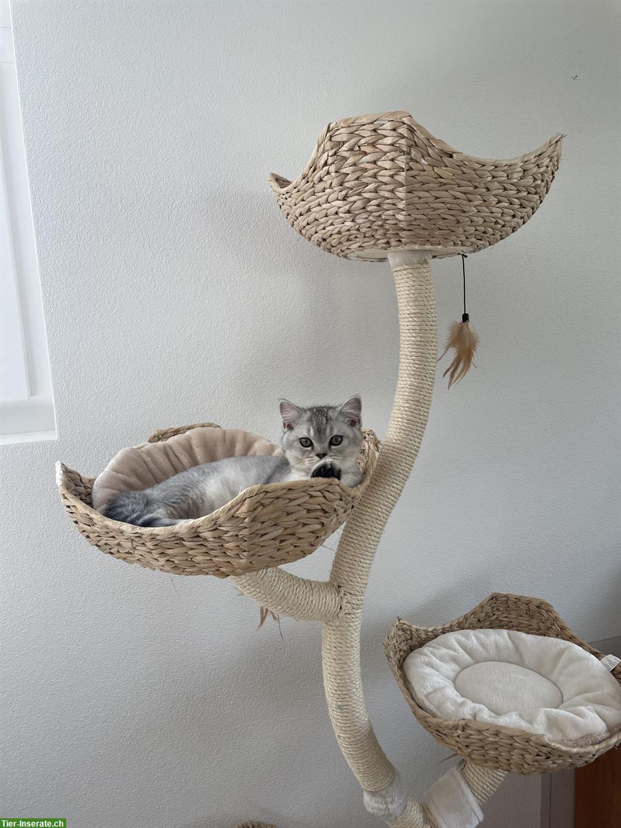 Bild 2: Süsser BKH x BLH Schmusekater sucht Zuhause