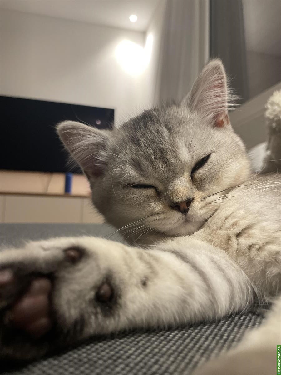 Bild 3: Süsser BKH x BLH Schmusekater sucht Zuhause