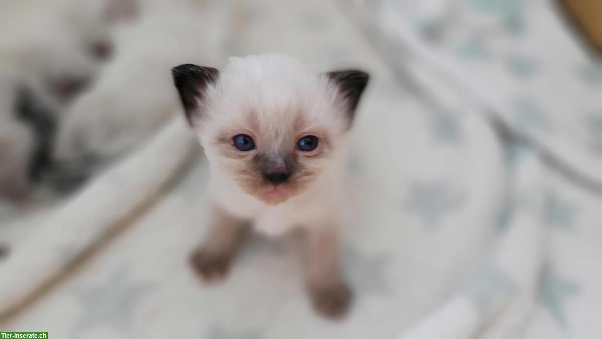 Heilige Birma Mix Kitten abzugeben