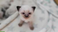 Heilige Birma Mix Kitten abzugeben