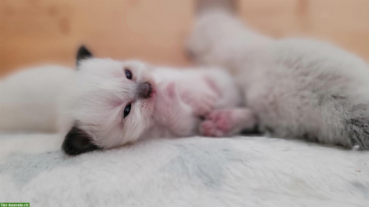 Bild 2: Heilige Birma Mix Kitten abzugeben