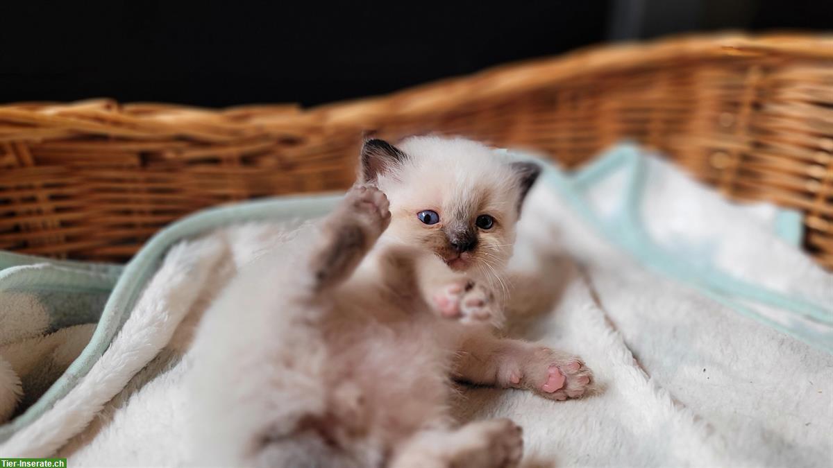 Bild 3: Heilige Birma Mix Kitten abzugeben