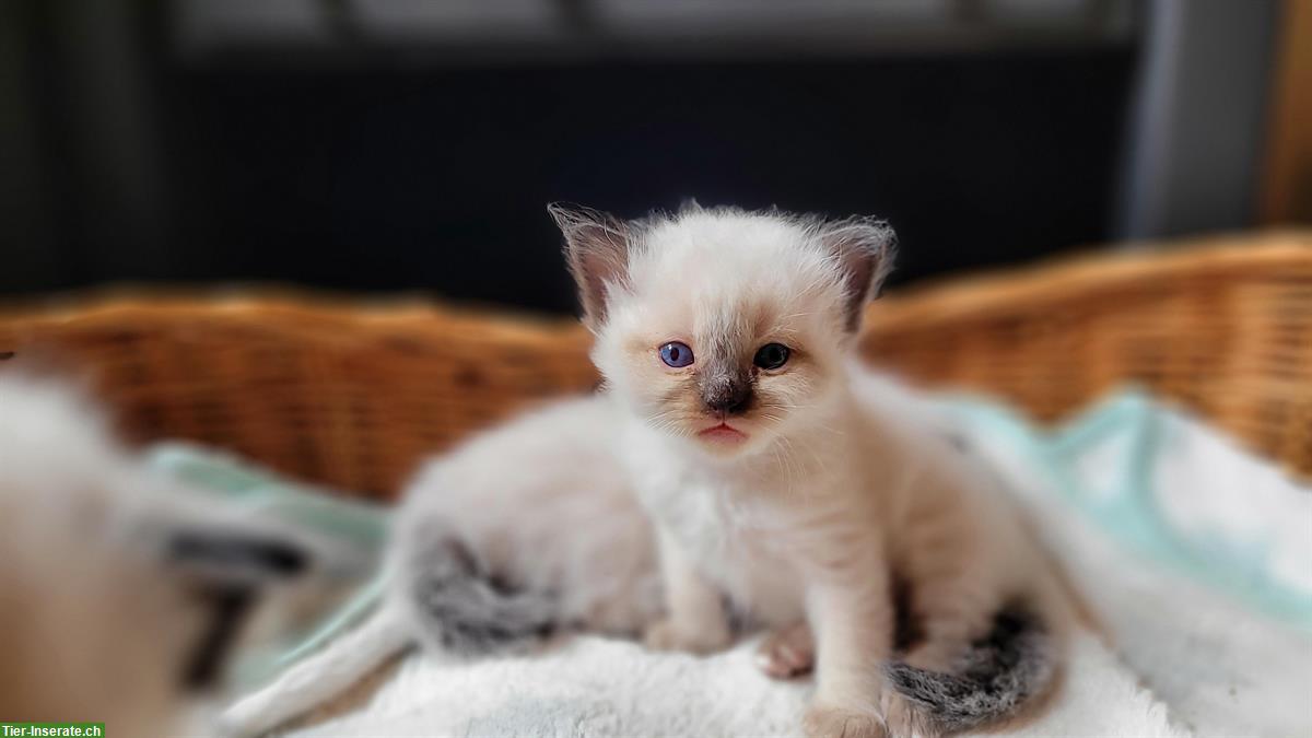 Bild 4: Heilige Birma Mix Kitten abzugeben