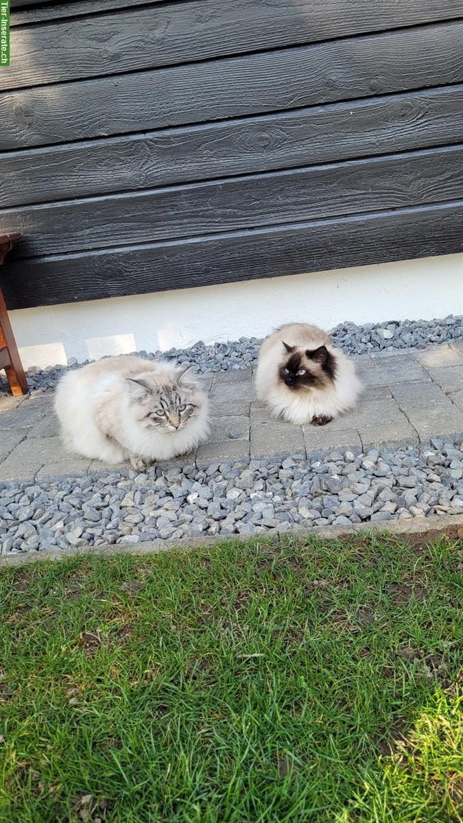 Bild 5: Heilige Birma Mix Kitten abzugeben