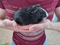 Meerschweinchen Weibchen sucht ein neues Zuhause