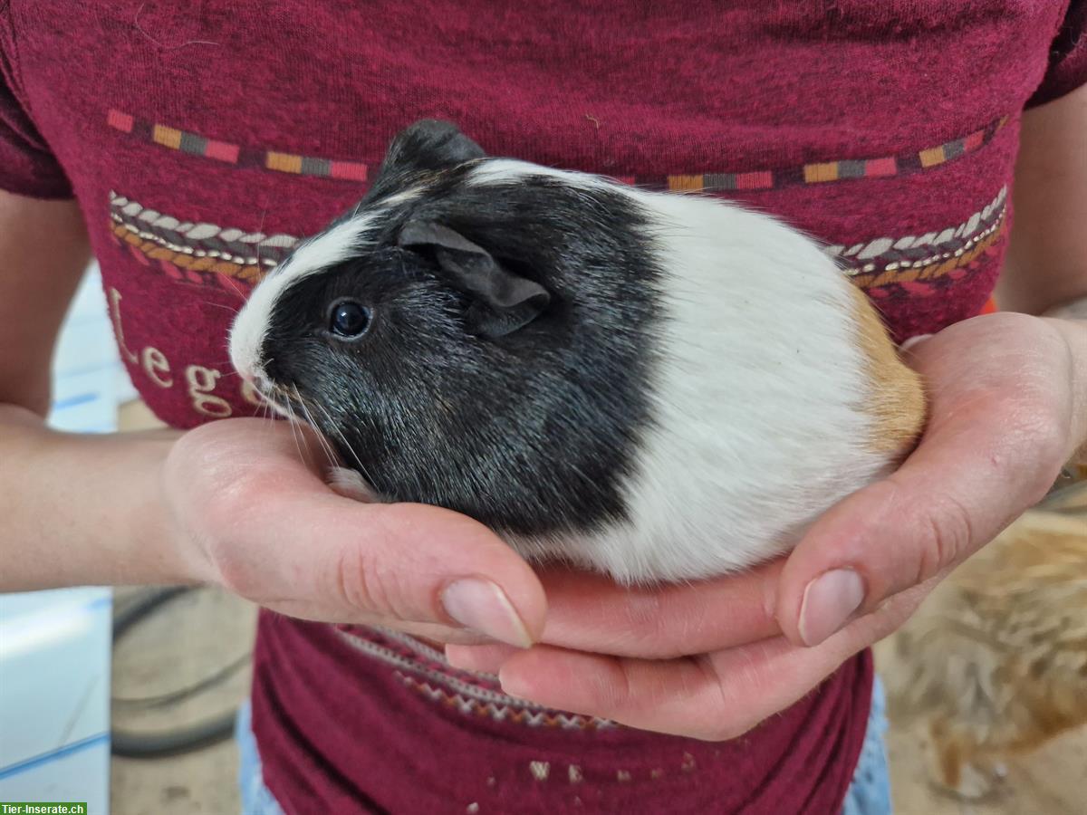 Bild 2: Meerschweinchen Weibchen sucht ein neues Zuhause