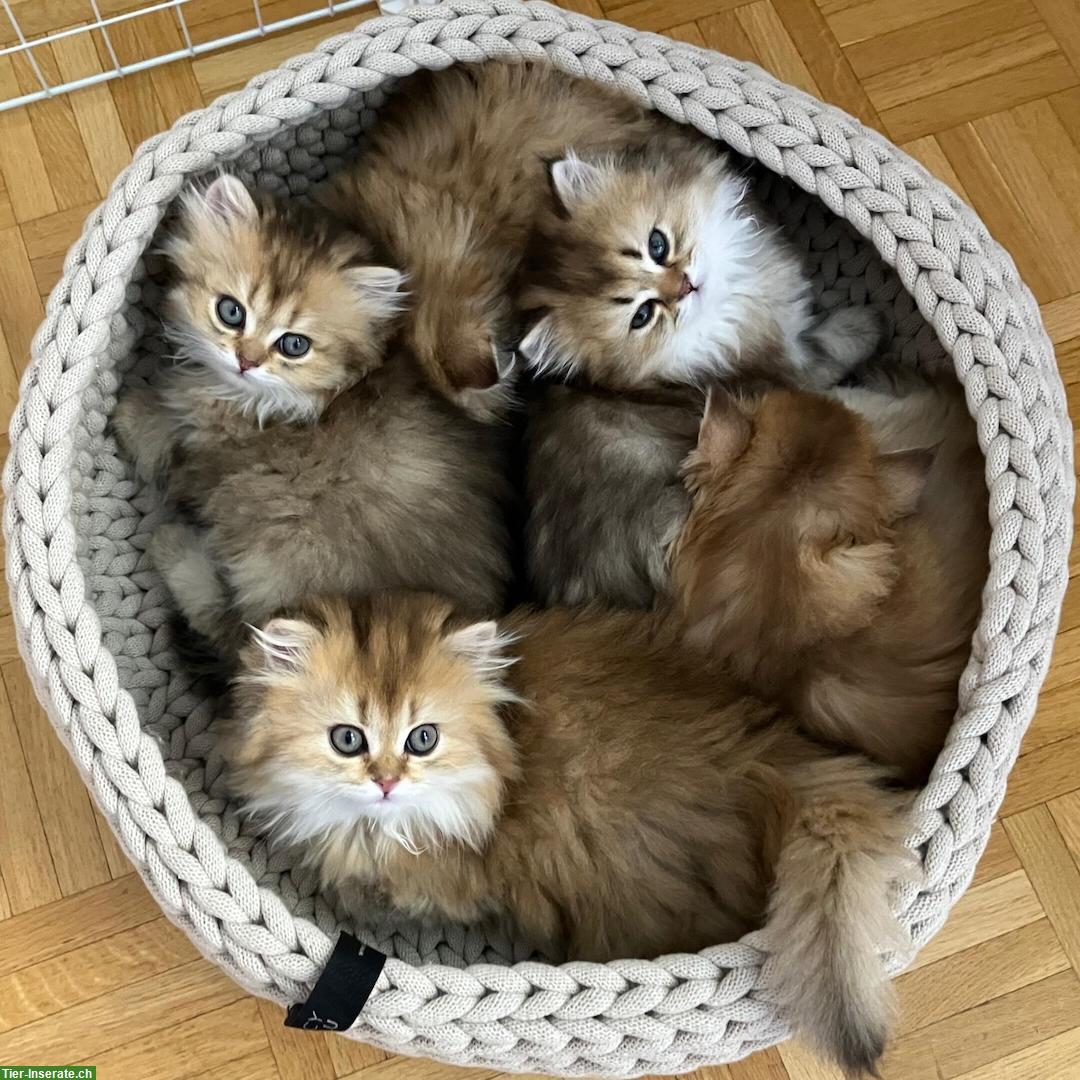 British Longhair Katzenwelpen, reinrassig mit FFH-/FIFe-Stammbäumen