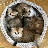 British Longhair Katzenwelpen, reinrassig mit FFH-/FIFe-Stammbäumen