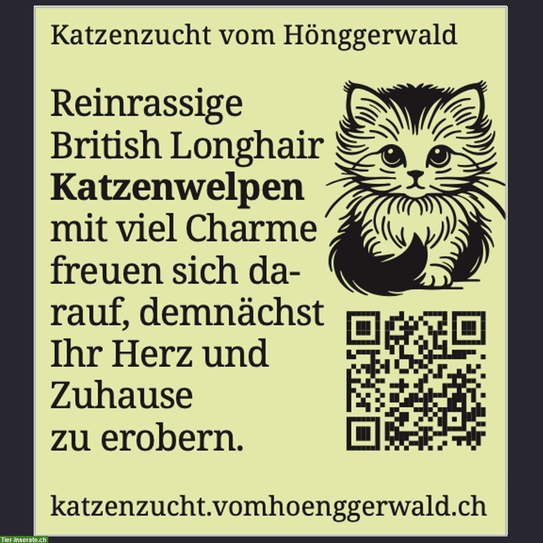 Bild 2: British Longhair Katzenwelpen, reinrassig mit FFH-/FIFe-Stammbäumen