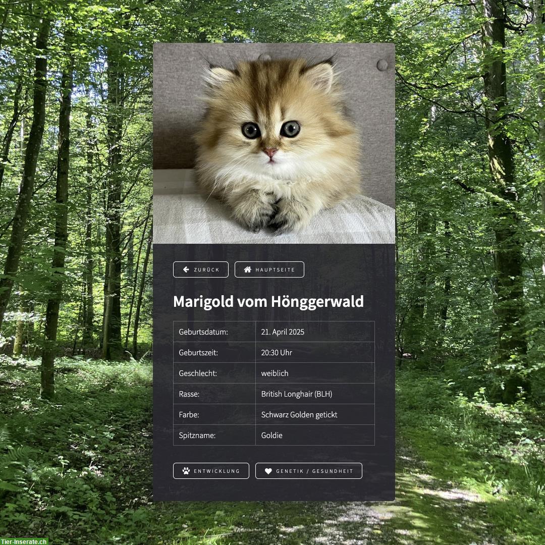 Bild 3: British Longhair Katzenwelpen, reinrassig mit FFH-/FIFe-Stammbäumen