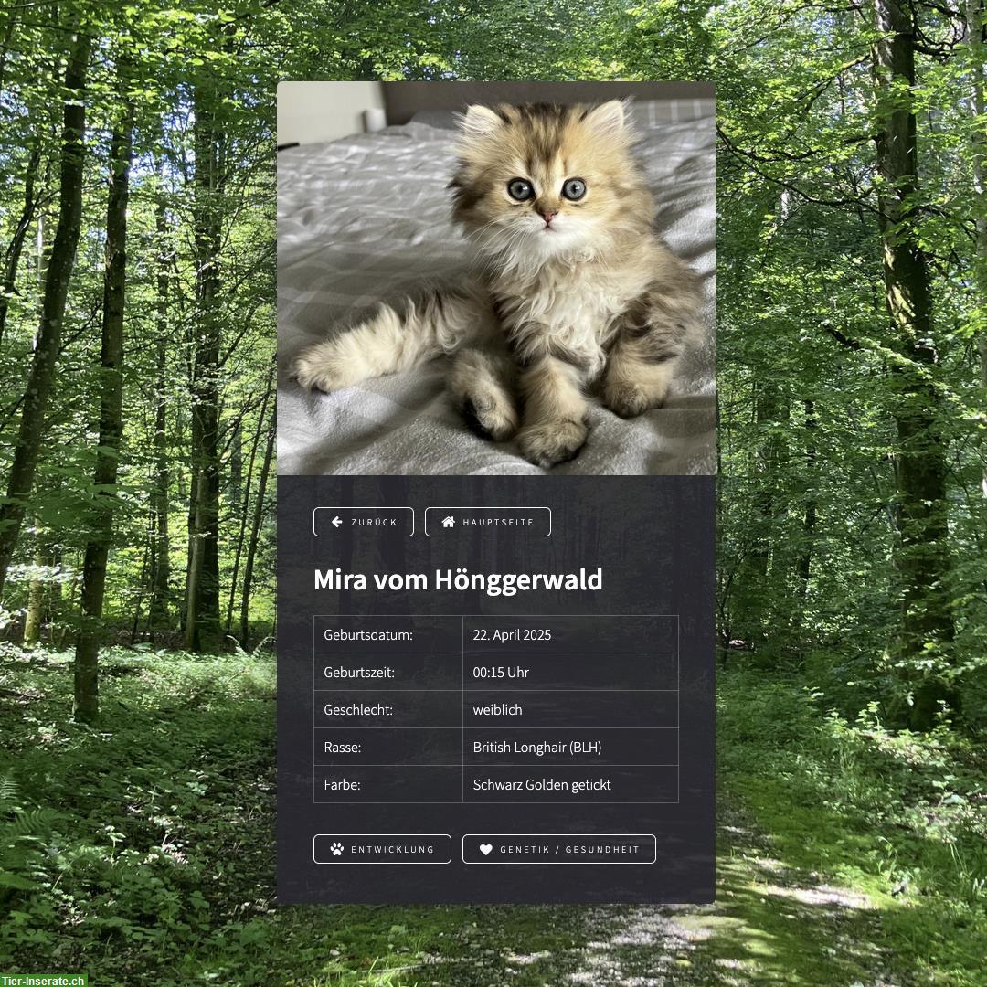 Bild 5: British Longhair Katzenwelpen, reinrassig mit FFH-/FIFe-Stammbäumen