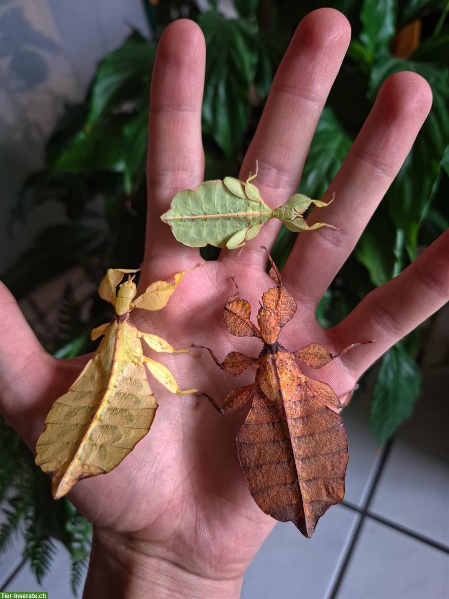 Wandelnde Blätter (Phyllium letiranti "tataba") zu verkaufen