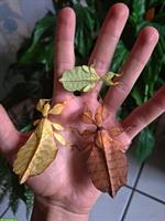Wandelnde Blätter (Phyllium letiranti "tataba") zu verkaufen