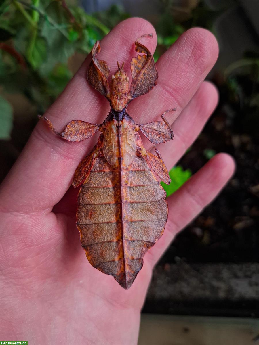 Bild 2: Wandelnde Blätter (Phyllium letiranti "tataba") zu verkaufen