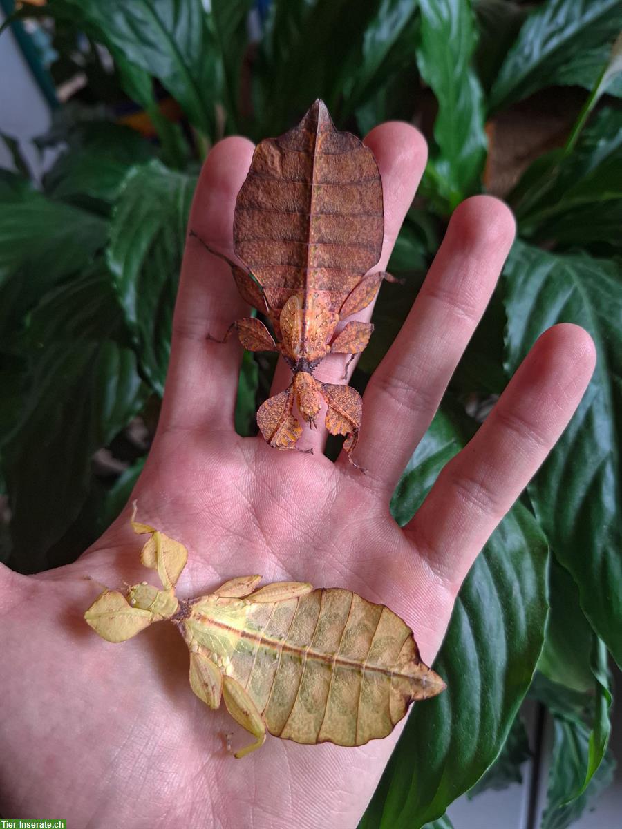 Bild 3: Wandelnde Blätter (Phyllium letiranti "tataba") zu verkaufen
