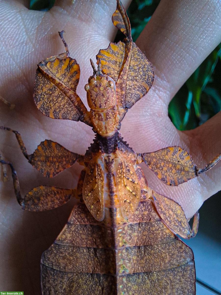Bild 4: Wandelnde Blätter (Phyllium letiranti "tataba") zu verkaufen