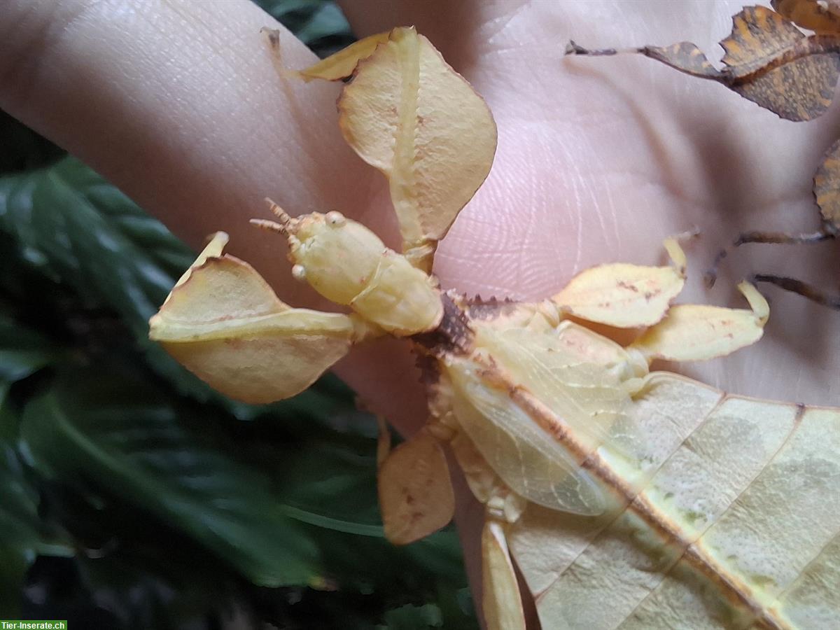 Bild 5: Wandelnde Blätter (Phyllium letiranti "tataba") zu verkaufen