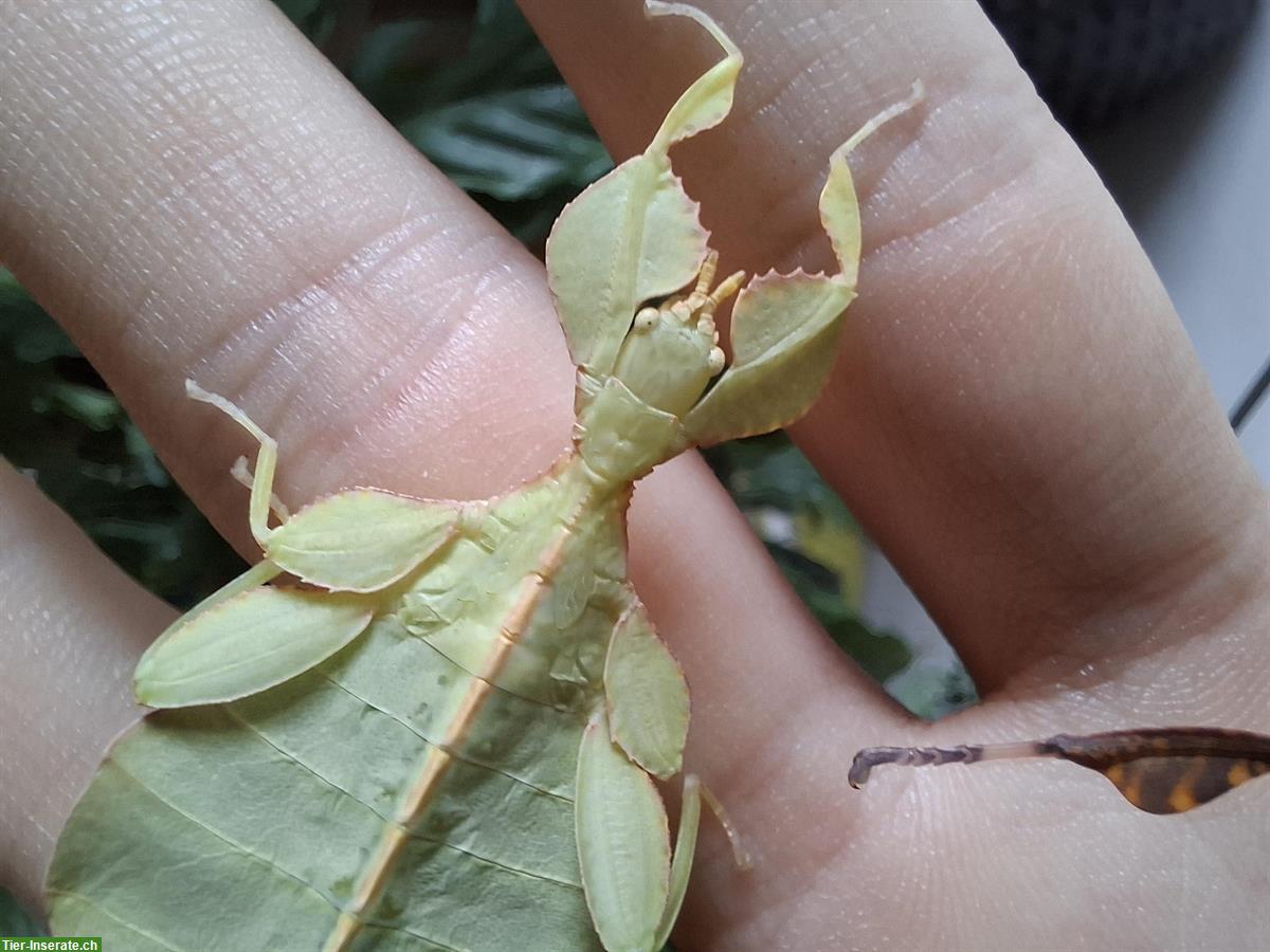 Bild 6: Wandelnde Blätter (Phyllium letiranti "tataba") zu verkaufen