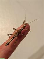 Dornschrecken (Sungaya inexpectata) zu verkaufen