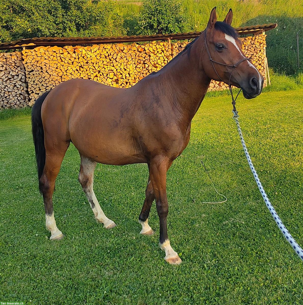 Bild 4: Working Equitation Spanier Wallach, 11-jährig
