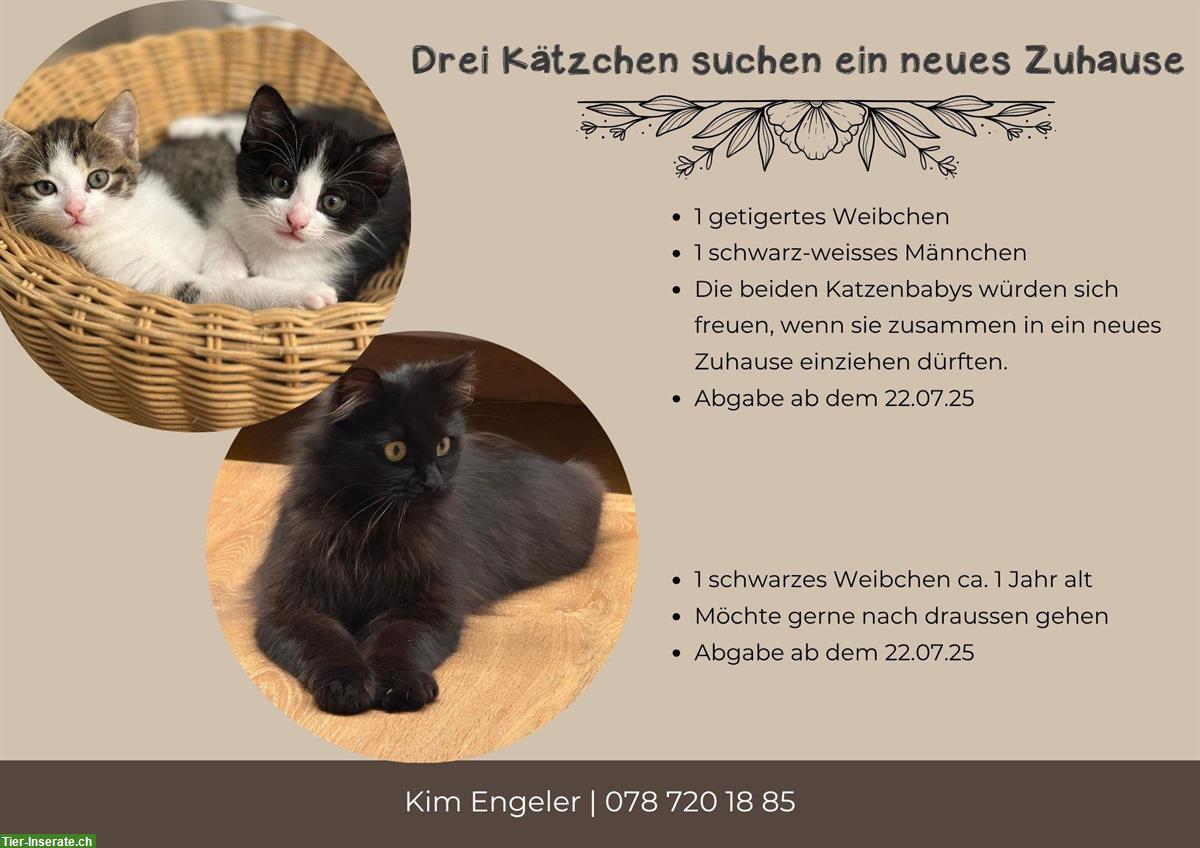 3 Kätzchen suchen ein neues Zuhause