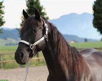 7-jähriger Quarter Horse Wallach zu verkaufen