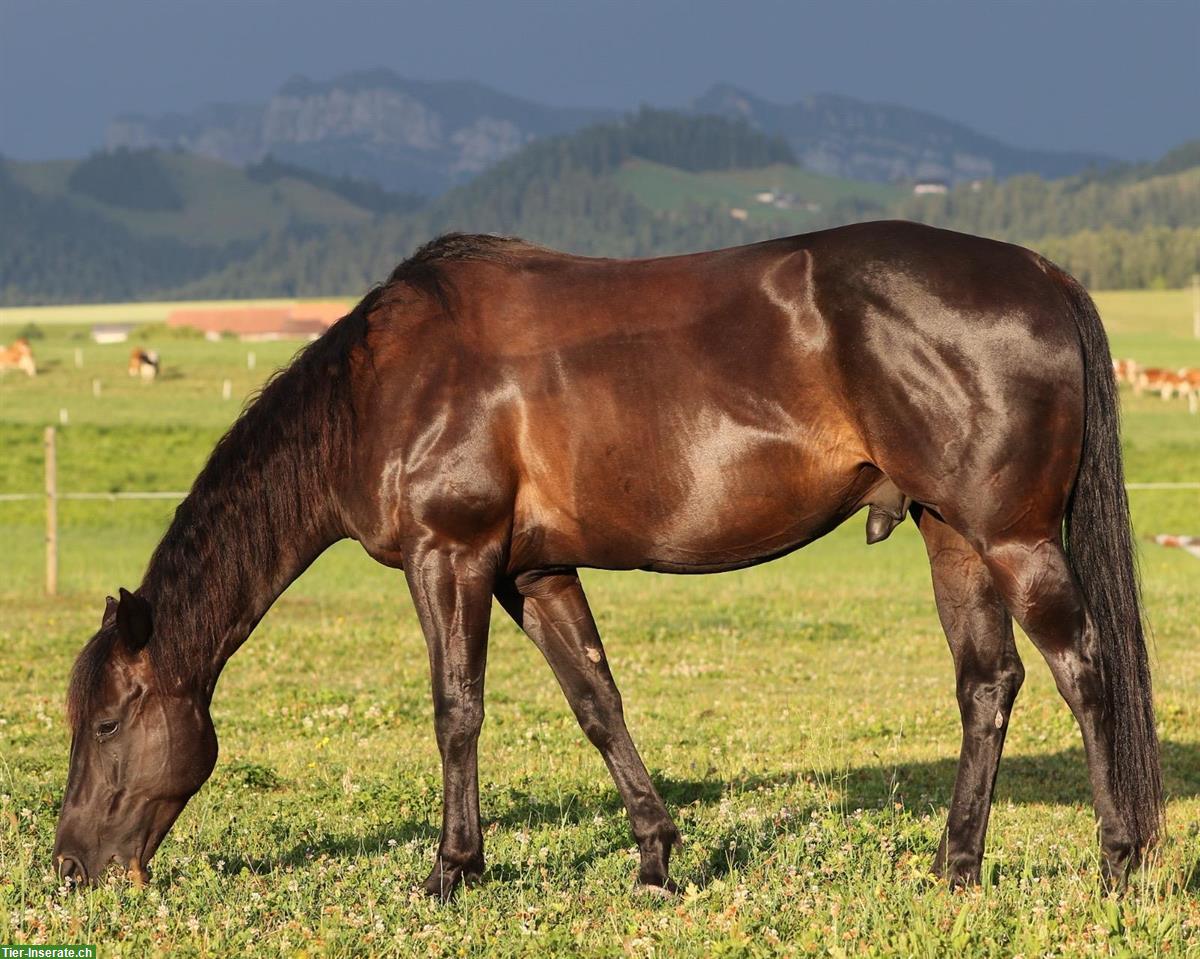 Bild 3: 7-jähriger Quarter Horse Wallach zu verkaufen