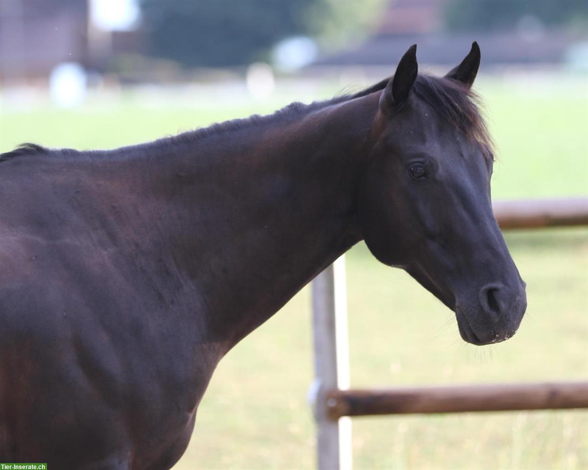 Bild 4: 7-jähriger Quarter Horse Wallach zu verkaufen