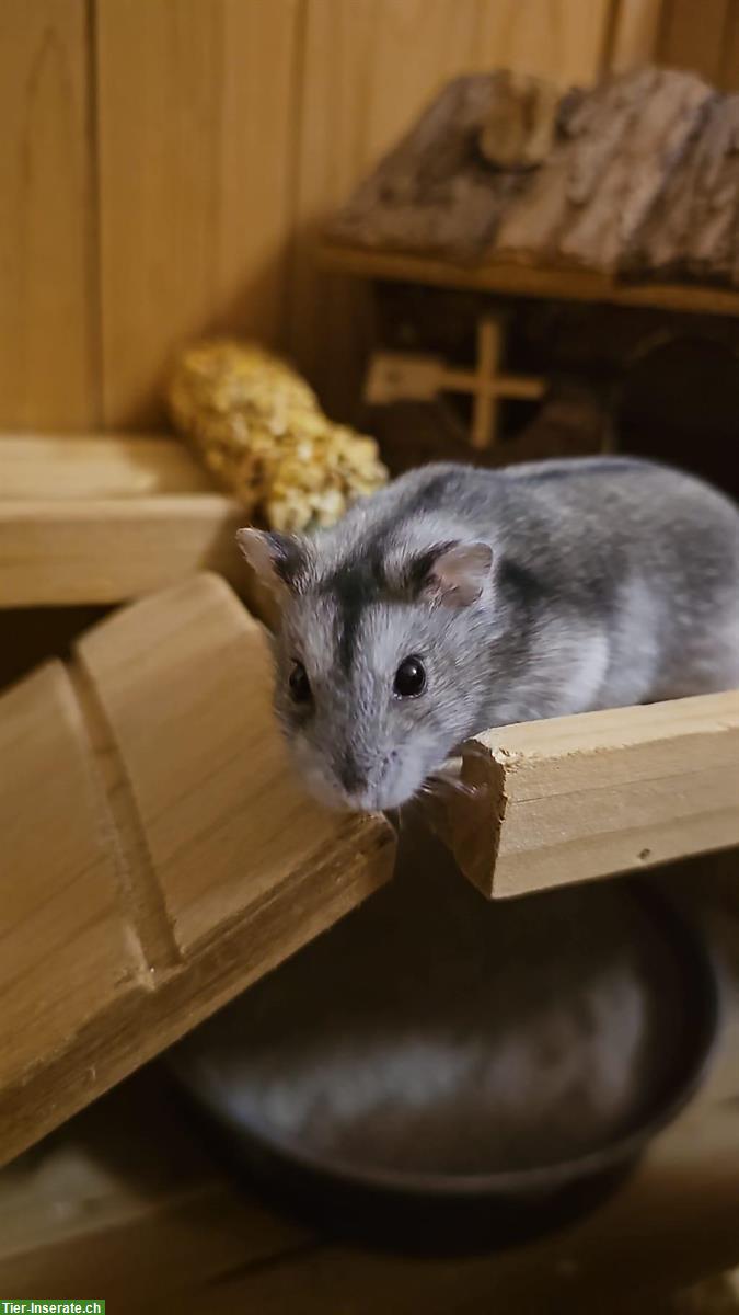 Zwerghamster 3 Monate alt sucht ein neues Zuhause