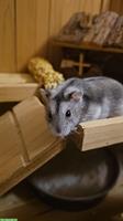 Zwerghamster 3 Monate alt sucht ein neues Zuhause