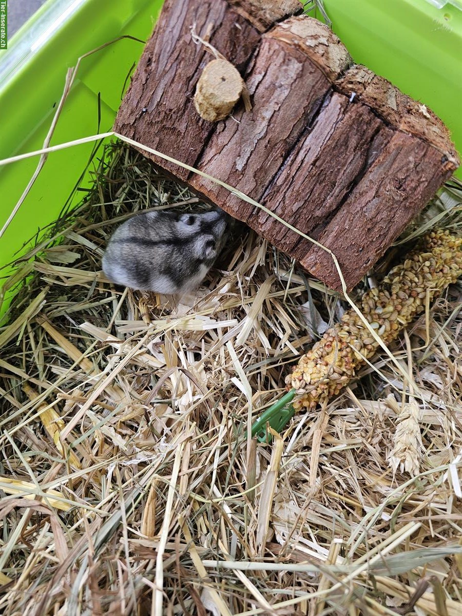 Bild 5: Zwerghamster 3 Monate alt sucht ein neues Zuhause