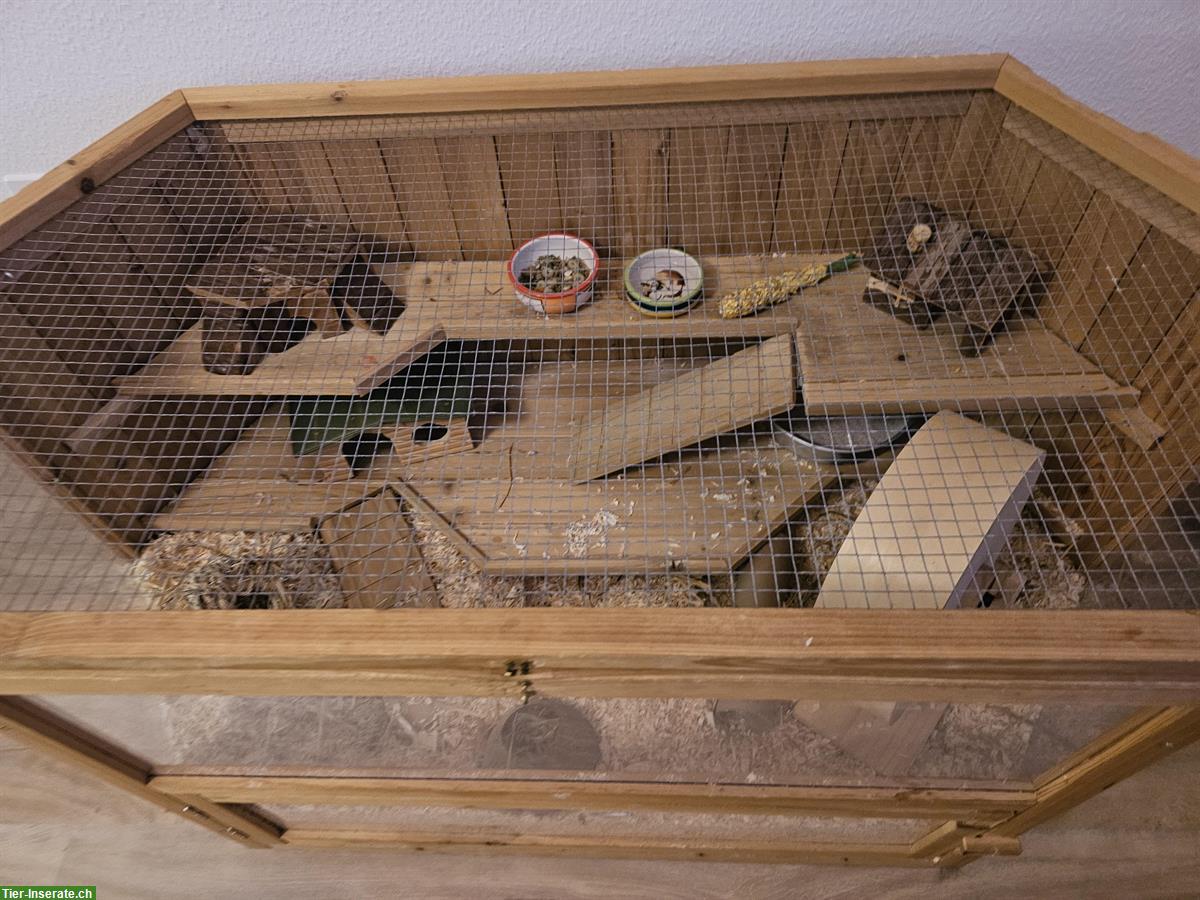 Bild 7: Zwerghamster 3 Monate alt sucht ein neues Zuhause