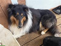 4 Schöne Amerikanische Collie Welpen abzugeben