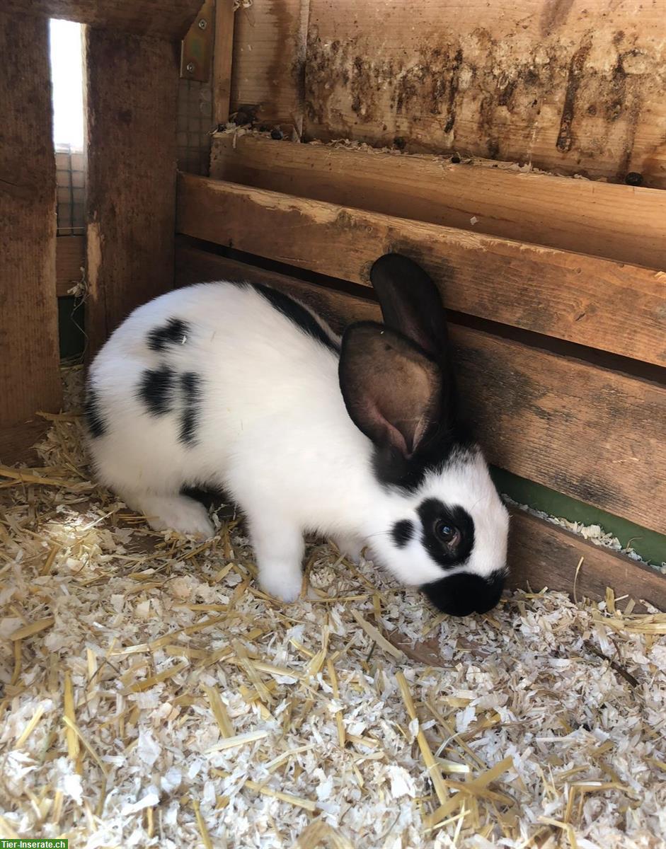 Bild 2: Junge Schweizer Schecken Kaninchen gesucht
