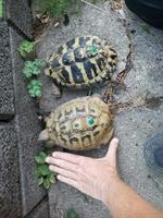 Griechische Landschildkröten zu verkaufen