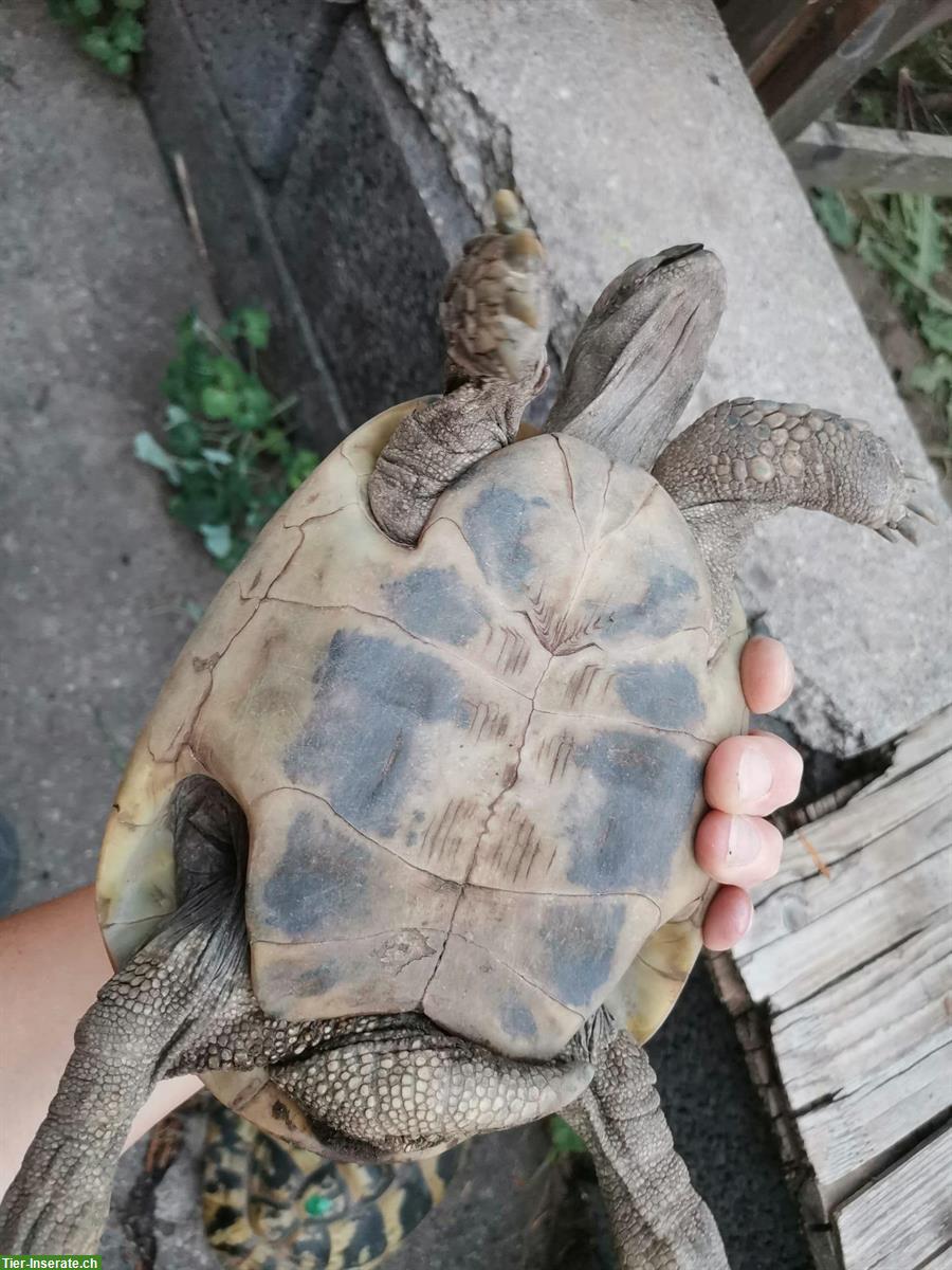 Bild 2: Griechische Landschildkröten zu verkaufen