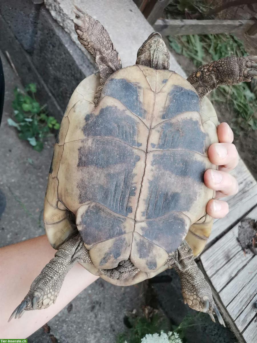 Bild 3: Griechische Landschildkröten zu verkaufen