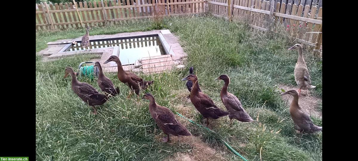 Laufenten/Hausenten aus Naturbrut abzugeben