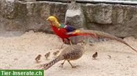 Goldfasan Pärchen zu verkaufen