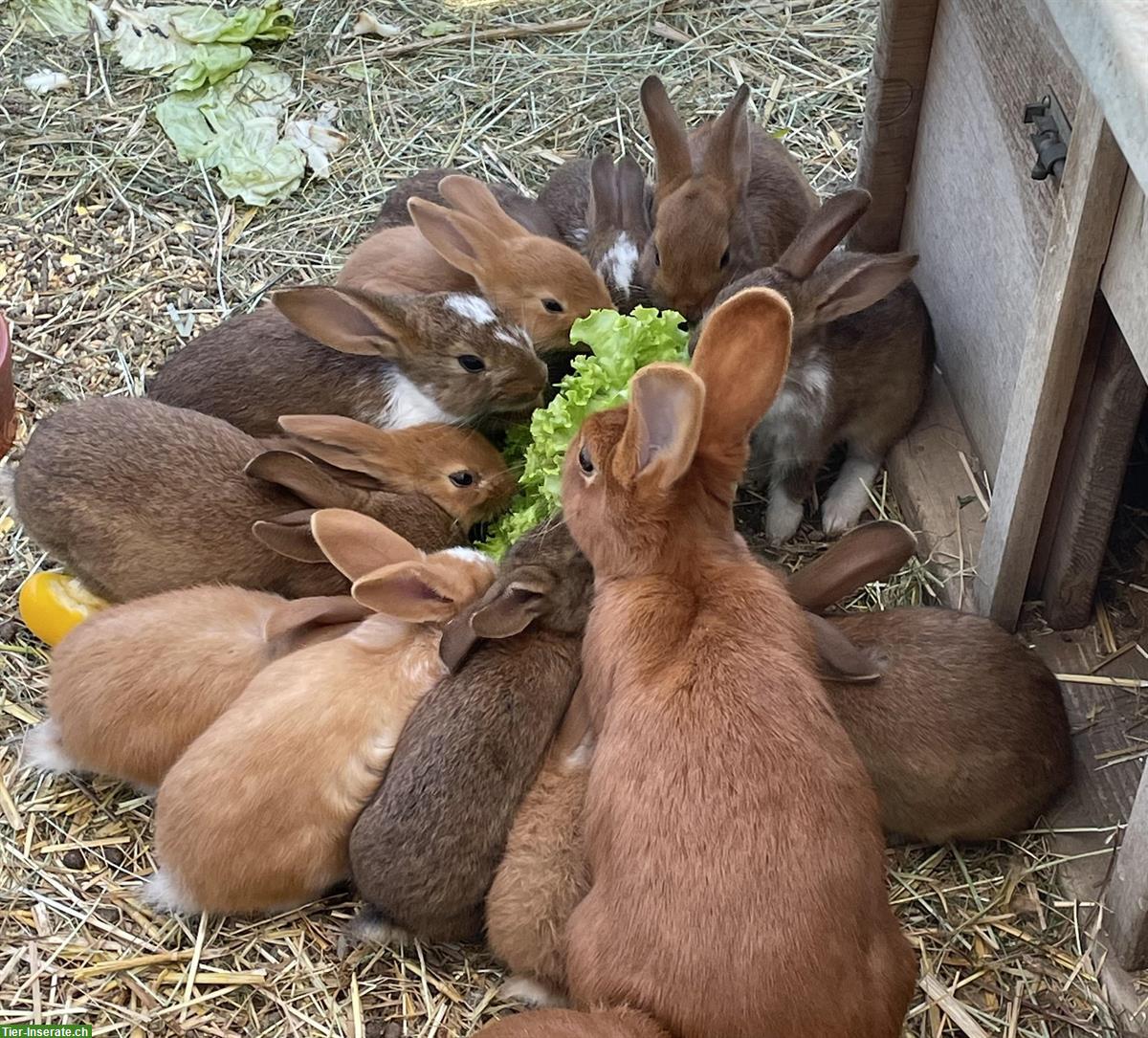 Junge Kaninchen abzugeben