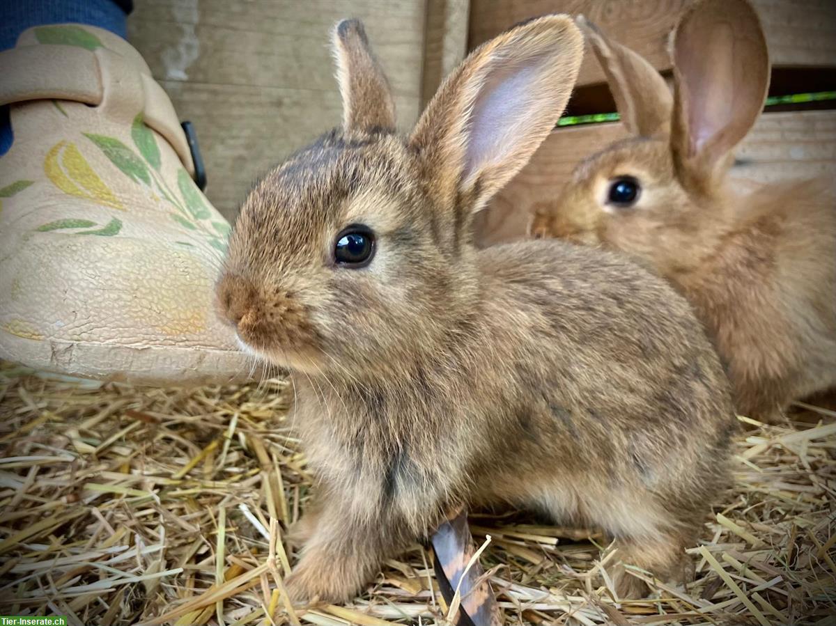 Bild 5: Junge Kaninchen abzugeben