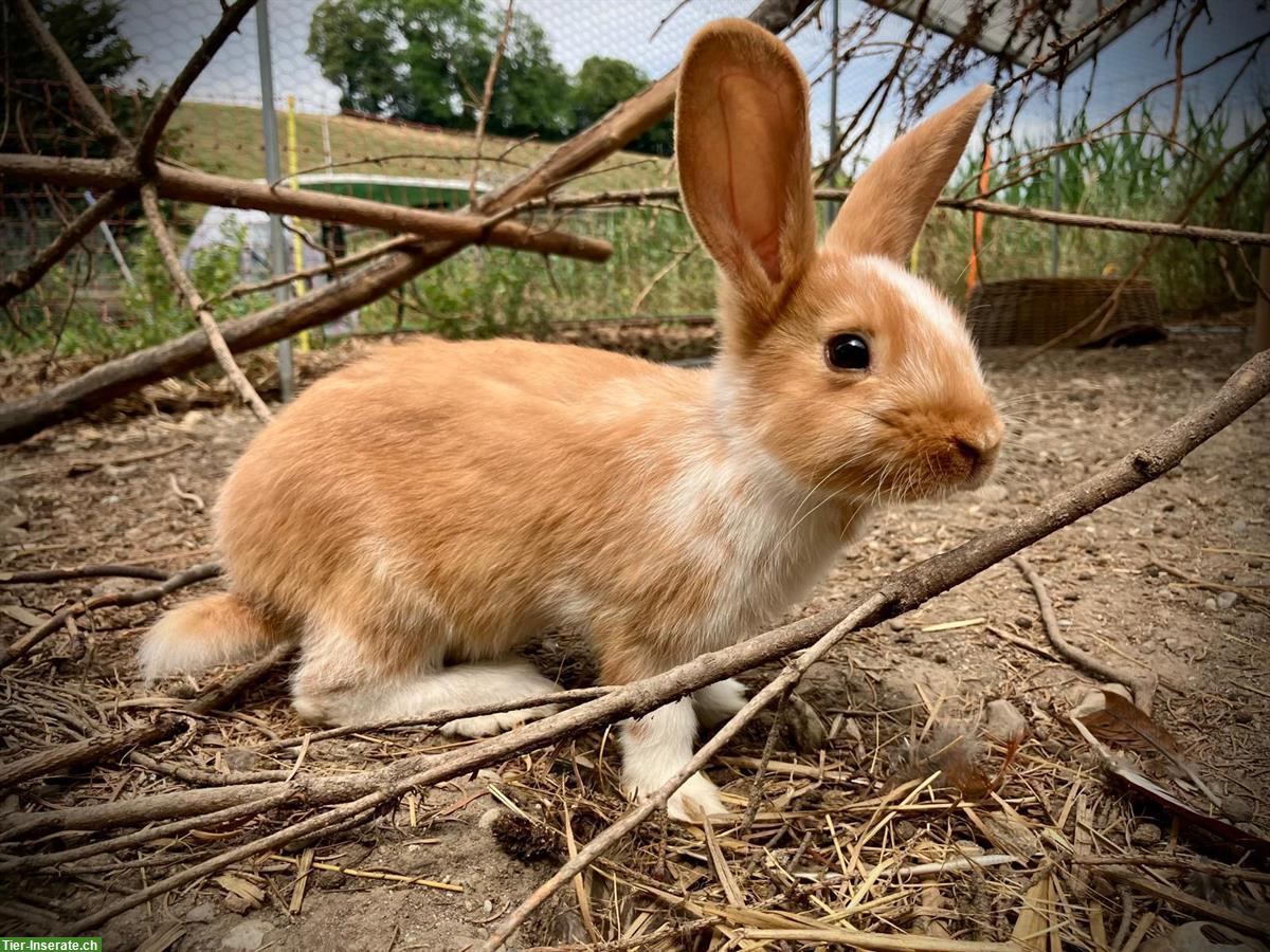 Bild 6: Junge Kaninchen abzugeben
